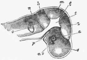 Longitudinal section through the head of an embryo of four weeks.