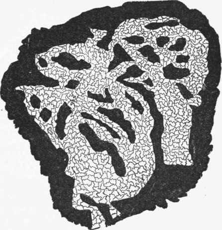Lymph Channels from the thoracic side of the central tendon of the diaphragm of the rabbit, treated with silver nitrate.