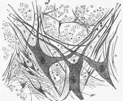 Multipolar cells from the anterior gray column of the spinal cord of the dog fish.