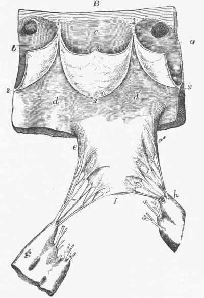 Portion of the Wall of Ventricle (d d') and Aorta (a b c), showing attachments of one flap of mitral.