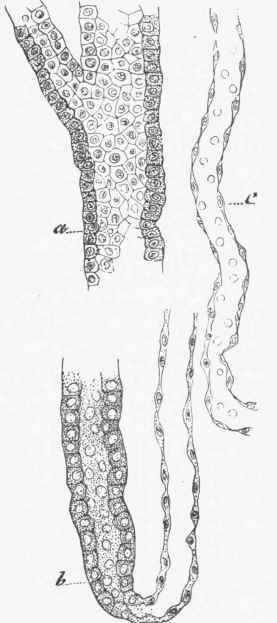 Portions of various Tubules highly magnified, showing the relation of the lining epithelium to the wall of the tube.