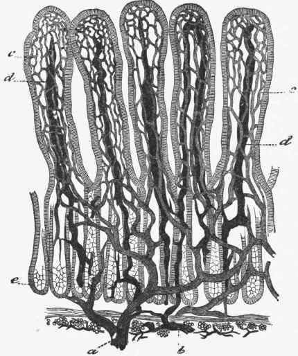 Section of Intestine of a Dog in which the blood vessels (c) and the lacteals (d) have been injected.