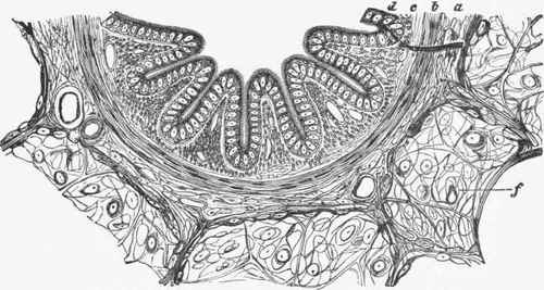 Section of a portion of Lung Tissue, showing part of a very small bronchus cut across, (f.