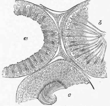 Section of the tubuli seminiferi of a rat. (Schafer).