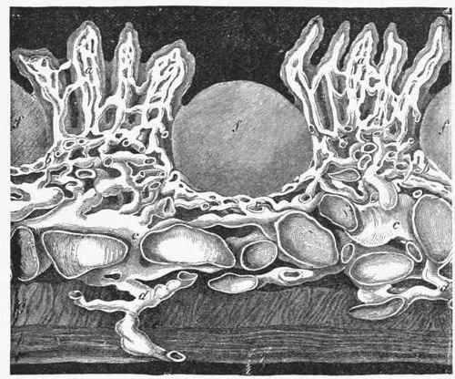Section through the Intestinal Wall in the neighborhood of the grouped lymph follicles.