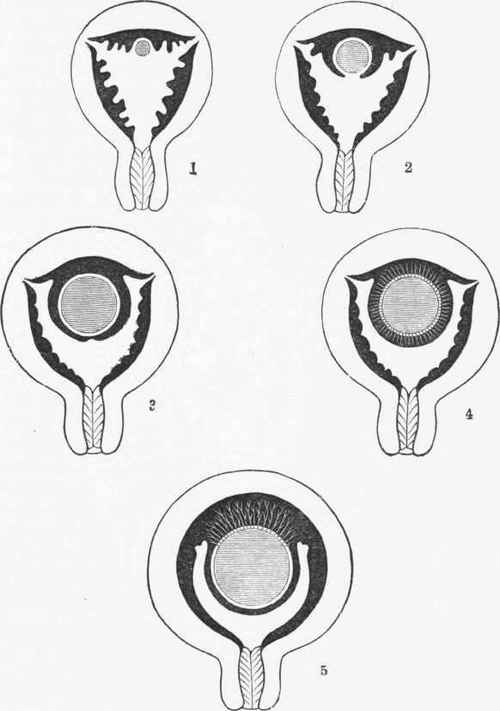 Series of diagrams representing the relationship of the decidua to the ovum at different periods.