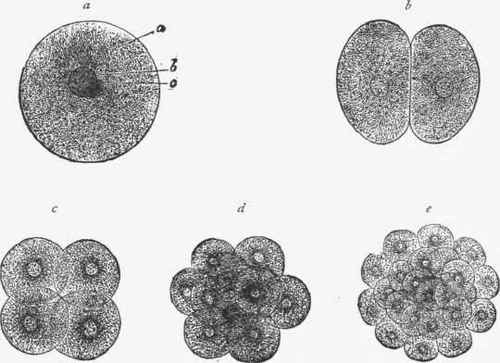 Stages in the division of the egg cell (ovum), showing the production of a multiple mass by division.