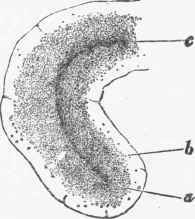 Structural Changes In The Cells During Secretion 73
