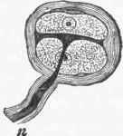 Tactile corpuscle from a duck's tongue.