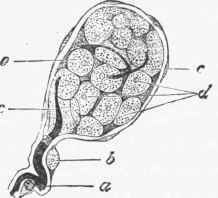 Tactile nerve endings, composed of small capsules, in which the black axis cylinder of the nerve.