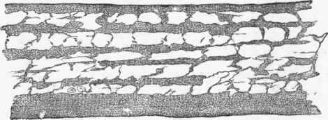 Tendon of Mouse's Tail treated with nitrate of silver, showing clefts or cell spaces around the bundles of fibrils as white patches.