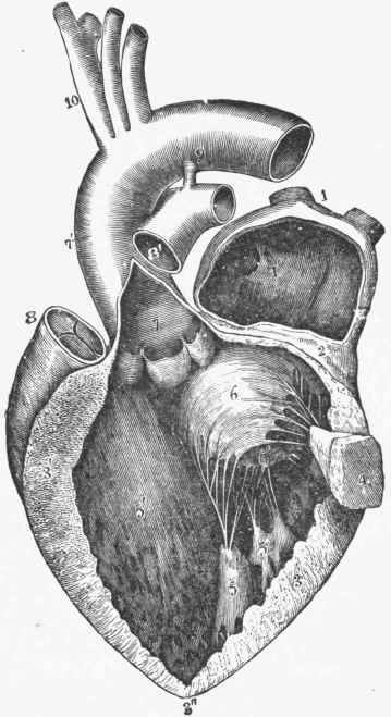 The Left Auricle and Ventricle opened and part of their walls removed to show their cavities.