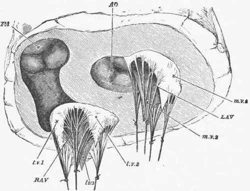 The Orifices of the Heart seen from below, the whole of the ventricles being cut away.