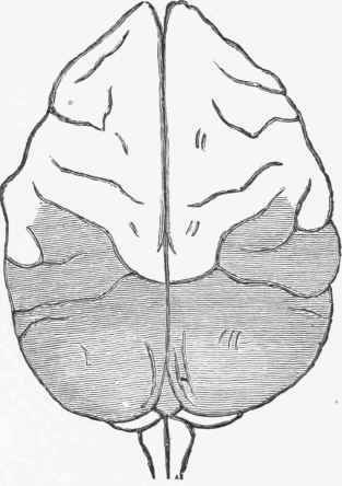 The shading shows the great extent of surface destroyed before permanent cortical blindness.