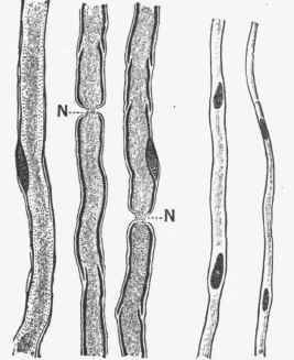 Three medullated nerve fibres, the medullary sheath of which is stained dark with osmic acid.