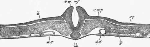Transverse section of an embryo of a chick at the latter end of the second day.