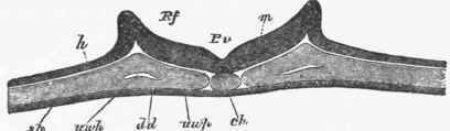 Transverse section of the embryo of a chick at the end of the first day.