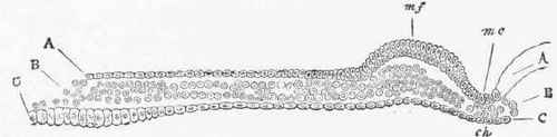 Transverse section of the medullary groove, and half the blastoderm of a chick of eighteen hours.