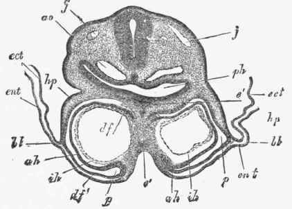 Transverse section through the region of the heart of a rabbit's embryo of nine days old.