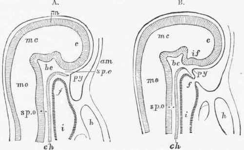 Vertical section of the head of an embryo of a rabbit.