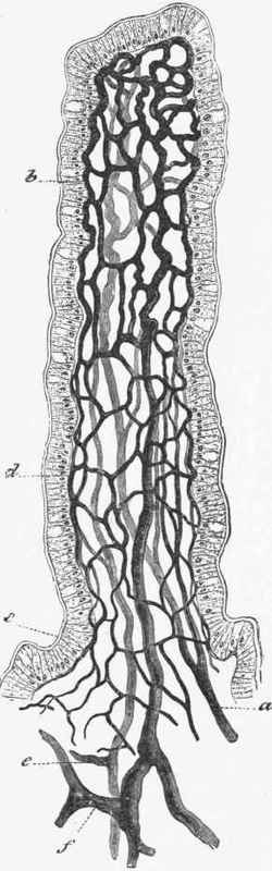 Villus with the capillaries injected, showing their close relation to epithelium, some ot the cells of which are distended with mucus.