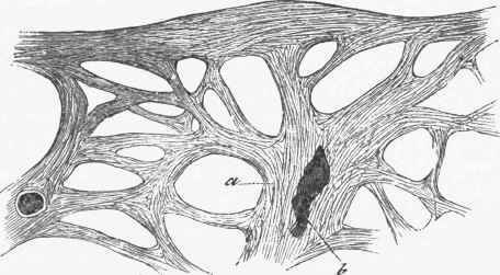 (a) Trabecule of the Spleen. (b) Artery cut obliquely. {Cadiat).
