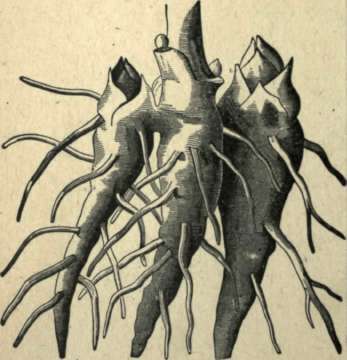 ACONITE ROOT.