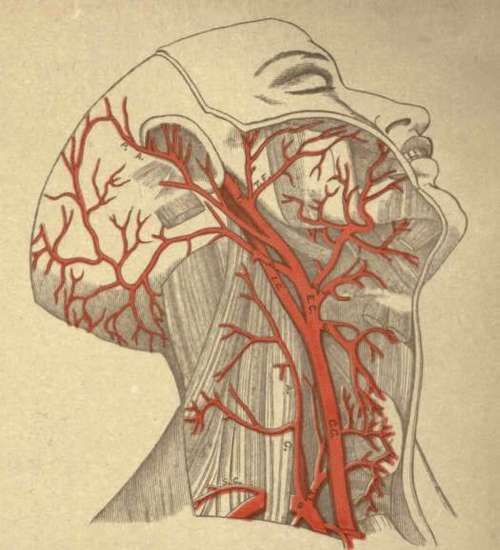 ARTERIES OF THE HEAD AND NECK