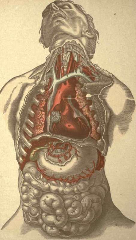 ORGANS OF THE CHEST AND ABDOMEN.