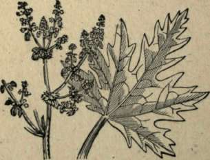 RHUBARB (RHEUM PALMATUM).