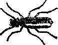 Cantharis Vesicatoria