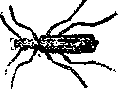 Cantharis Yittata