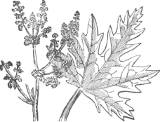 Rhubarb (Rheum Palmatum)