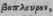 Bupleuroides 1562
