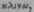 Cylindrus 2537