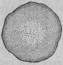 256 Classification Of Trees 397
