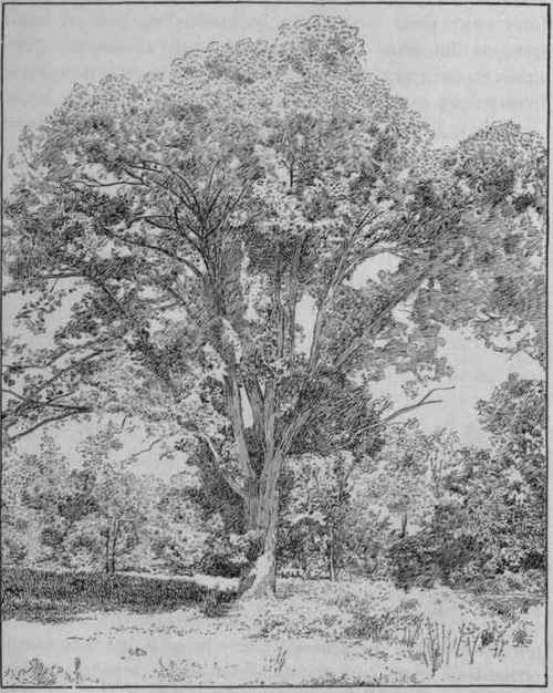 256 Classification Of Trees 398