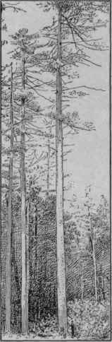 256 Classification Of Trees 399