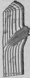 Timber And Its Preparation For Use Timber 396