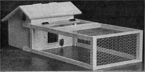 Chicken Brooder 237