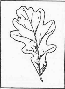Figure 43.