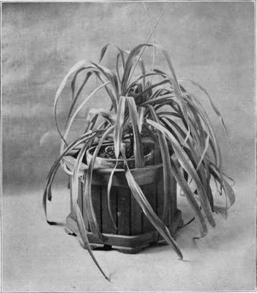 Fig. 51. Box screen for flowerpot.