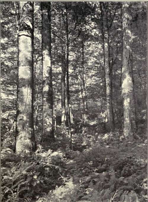 Fig. 18.   Beech and Sugar Maple Forest.