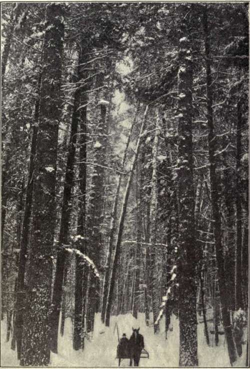 Fig. 19.   White Pine Forest.