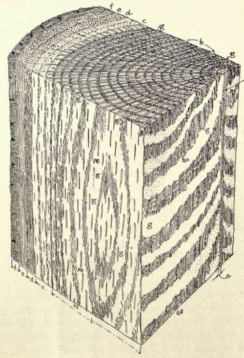 Fig. 2.   Section of Oak Tree Trunk.