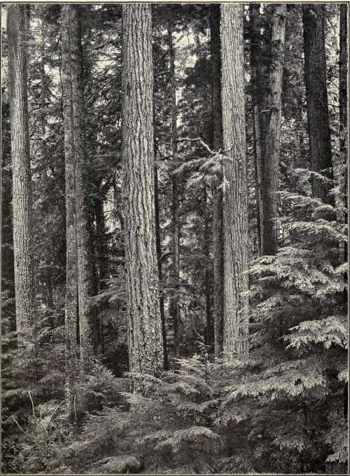 Fig. 20.   Douglas Spruce Forest.