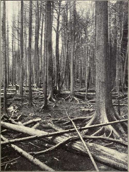 Fig. 21.   Red Spruce and Balsam FIR KILLED by FIRE.
