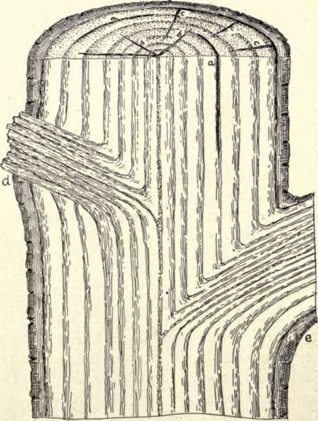 Fig. 3.   Defects in Lumber.