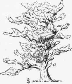 Branching Of Stems 11