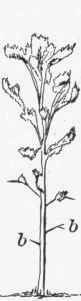 Branching Of Stems 12
